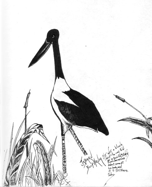 Jabaru Boothrum (Stork Dreaming)