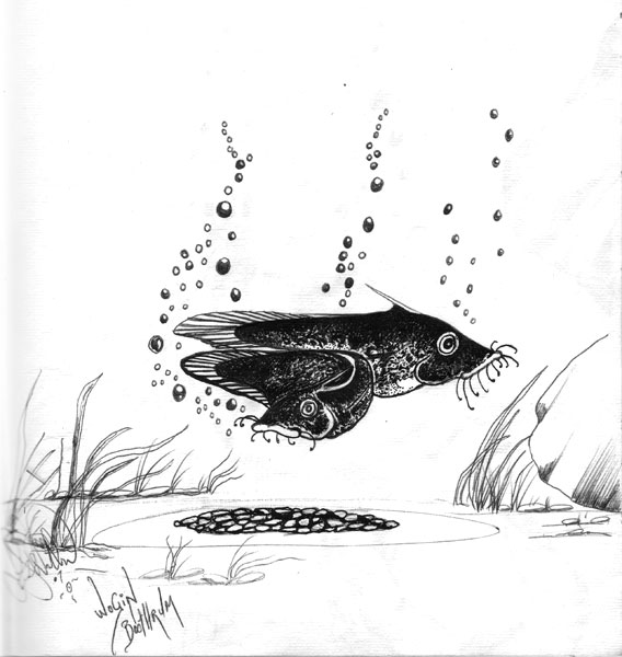 Wogin Boothrum (Catfish Dreaming)
